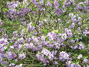 　芫花盛開。（圖：馬管處陳和國提供／文：陳鵬雄）