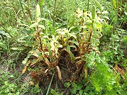 　東莒百合公園裡的百合花疑似罹患灰黴病，受病菌影響花莖、葉子已逐漸轉為黃褐色。（圖／文：林冰芳）