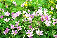 　燦爛小花。（圖與文：陳其敏）