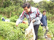 馬祖春茶即將上市,縣長楊綏生昨津沙體驗採收。(圖/文:邱竟瑋)