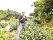 津沙茶農試種有成,縣府建設局與農委會所提供的生物防治資材也立下功績。(圖/文:邱竟瑋)
