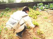 縣府建設局今年六月起擴大田間農作物農藥殘留抽檢,技術人員摘取津沙的蔬菜樣本,送往台灣專業機構檢查。(圖/文:邱竟瑋)