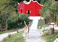　縣府建設局考慮在大坵島種植桑樹，配合人工修剪等方式，讓野放的梅花鹿有充足的桑葉。（圖：王樹欽攝）