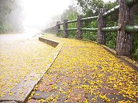 相思樹黃花遍地,煞是美觀。(圖/文:邱竟瑋)