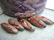 東莒福正潮間帶經認定是石蜊的一種,屬於殼菜蛤科及台灣黑石蜊。(圖:本報資料室)