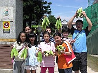 經過三個多月的成長,仁愛國小師生共同開闢的「開心農場」甜玉米宣告成熟,昨天上午六年級生率先採擷,也上了一堂野外生物課。(圖:連江縣立仁愛國小提供)