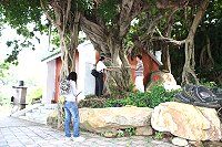 馬祖地區老樹健檢南竿場昨天展開,由林務局委託專家診察仁愛村神榕。(圖/文:邱竟瑋)