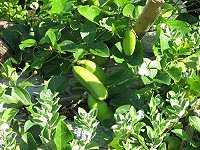 　濱刀豆。（圖與文：清水社區發展協會）