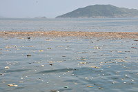 　垃圾浩劫。（圖／文：陳鵬雄）