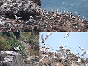 北竿中島神話之鳥黑嘴端鳳頭燕鷗現蹤,目前各保護區鳥況已達最高峰。(圖:王樹欽提供,文:陳鵬雄)
