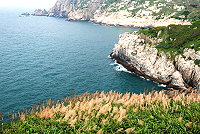 夏季開花的五節芒,是東引島的特殊的生態景致。(圖/文:陳其敏)