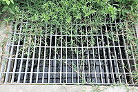 　塘后道入口旁因水溝阻塞導致積水嚴重，並產生陣陣惡臭。（圖／文：陳鵬雄）
