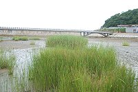 再度盤據清水濕地的互花米草。(圖/文:邱竟瑋)