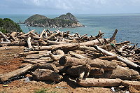 　來自大陸福建沿海與台灣的漂流木中不乏珍貴木材，識貨者經常前往澳口挑選。縣府成立漂流木銀行，讓機關單位、學校與社區、家庭、個人都有取用的機會。（圖：本報資料室）