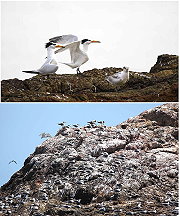 　地區野鳥學會與對岸同步觀鳥，在中島發現十三隻黑嘴端鳳頭燕鷗。地方政府與馬管處今年持續辦理賞鷗活動，讓遊客體驗海上生態之旅的魅力。（圖：張壽華提供）