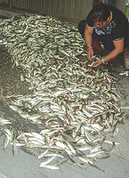 大量魚群現身福正海域,當地民眾以小魚網牽罟也能捕獲上千斤漁獲。(圖/文:林冰芳)