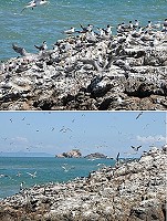馬祖燕鷗陸續開始遷徙,北竿中島仍有二千餘隻,場面仍然壯觀。(圖/文:陳鵬雄)