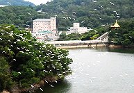 展翅的雪花。(圖/文:邱竟瑋)