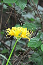 　金花石蒜。（圖／文：陳鵬雄）