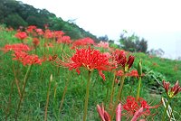 燃燒馬祖的秋天（圖與文：邱竟瑋）