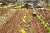 連江縣政府建設局與縣農會輔導農民使用生物防治法,減低農藥使用,黃色黏蠅板廣受務農鄉親採納。(圖/文:邱竟瑋)