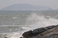 八月花　九月浪（圖與文：陳鵬雄）