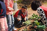 　南竿多位農民成功種出不用農藥、不施化肥的蔬菜，改用生物防治，菜一樣漂亮；影響所及仁愛國小師生也學習無毒耕作。（圖／文：邱竟瑋）
