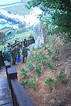 　東引指揮部裝步連弟兄除芒草、種海桐，協助綠美化「泰山府」周邊環境。（圖／文：陳其敏）