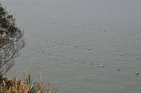 以海為田（圖與文：陳鵬雄）