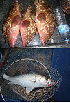 莒光鱸魚釣獲不錯,大隻7、8斤左右,體型肥碩,以及釣到珍貴的石斑魚。(圖:東莒船老大)