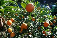 　橘子紅了（圖／文：陳其敏）