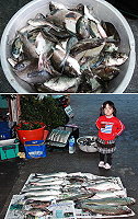 莒光鱸魚仍有斬獲及黑鯛、黑毛、烏魚也出籠,台灣不少釣友慕名而來。(圖:曹以鋒提供)
