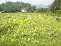 　縣府去年夏天在南竿上腰山成功復育的月見草花海。（圖：本報資料室）