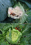 冬候鳥白腹鶇啄食高麗菜情況日益嚴重,數百顆高麗菜三天內啃食一半,讓辛苦的農民損失慘重。(圖/文:林冰芳)