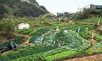 全村一起來熱鬧!(圖與文:張登傑、陳樂團)