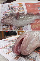 橋仔漁民在大坵水道定置網捕獲一尾罕見的北太平洋鱈魚。(圖:梅花公主號娛樂漁船提供/文:陳鵬雄)