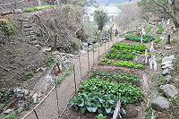 開心農場（圖與文：陳鵬雄）