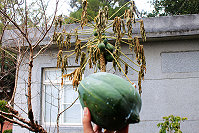 地區木瓜樹難耐寒流,果實有的整顆掉落,有的枯萎。(圖;曹以鋒提供)