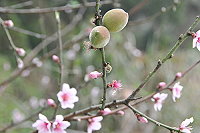 　冬去春來。（圖／文：陳鵬雄）