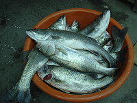 從農曆年前起天氣不佳連帶影響鱸魚釣況,二十五日曹姓漁民花上大半天時間釣上十隻左右已經算是佳績了。(圖/文:林冰芳)