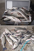 連續兩天莒光地區鱸魚釣況創佳績。(圖/文:林冰芳)