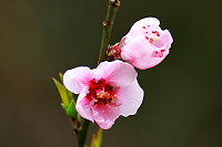 全村一起來熱鬧!(圖與文:張登傑、陳樂團)