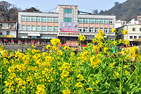 　隨著春天來臨，在山野、田地裡的油菜花悄悄開花了，大片覆蓋的黃色花朵，讓人賞心悅目，也能感受到春天帶給萬物的生命力。（圖／文：曹重偉） 