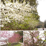 　馬祖櫻花盛開，與桃李杏花爭奇鬥豔。（圖／文：邱竟瑋）