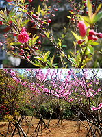 東引地區的櫻花樹、桃李樹數量有限,切莫錯過花開時節。(圖/文:陳其敏)