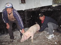 南竿警察所與連江縣專勤隊協助民眾找回遺失的白豬。(圖:南竿警察所提供)