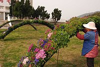 　打造花廊。（圖／文：邱竟瑋）