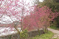　馬祖綠美化成果需要全民共同來守護，圖為馬港儲水澳水庫附近的櫻花。（圖／文：邱竟瑋）