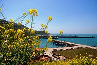 　春暖花開。（圖／文：陳其敏）