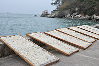 山珍「海味 」　圖與文：陳鵬雄